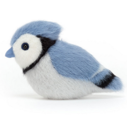 Oiseau Blue Jay