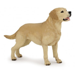 Labrador