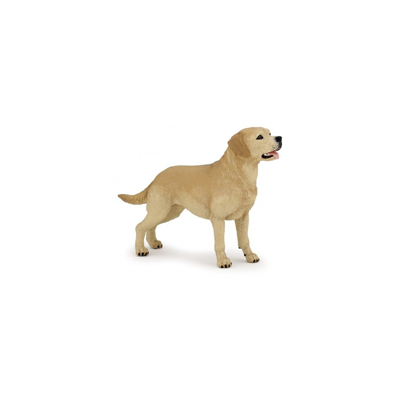 Labrador