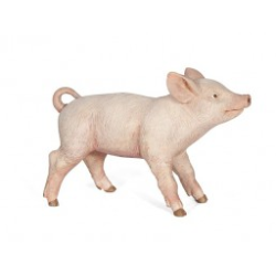 Cochonnet femelle