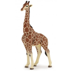 Girafe mâle