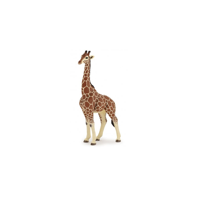 Girafe mâle